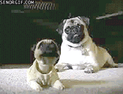 Mopshond GIF. Dieren Gifs Mopshond Likken Snel 