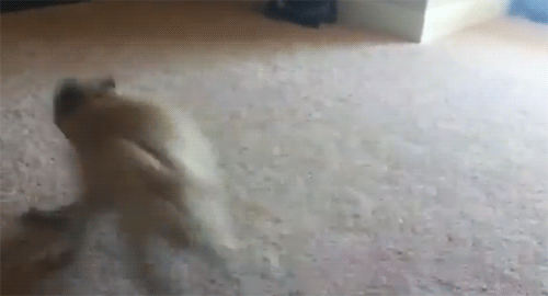 Dieren Puppy Gifs Hond Mopshond likken lappen 