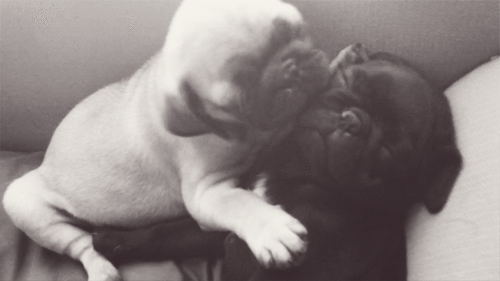 Dieren Gifs Hond Mopshond likken 