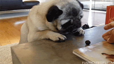 Dieren Gifs Mopshond kijken zoek Pewdiepie nieuwsgierig 
