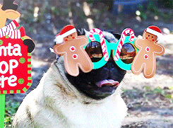 Mopshond GIF. Dieren Gifs Mopshond Spiegel 
