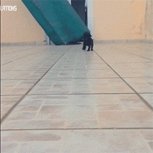 Mopshond GIF. Anime Dieren Kawaii Gifs Mopshond Anine 