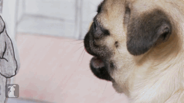 Dieren Gifs Mopshond 
