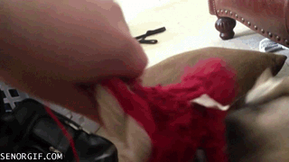 Dieren Puppy Gifs Hond Mopshond huisdier 