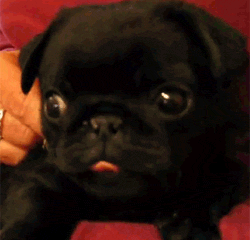 Honden GIF. Dieren Puppy Gifs Hond Mopshond Huisdier 