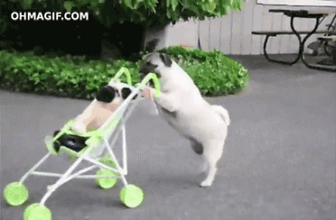 Dieren Grappig Schattig Baby Gifs Hond Mopshond voortvarend wandelaar walkng 