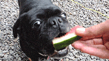 Mopshond GIF. Dieren Grappig Gifs Hond Mopshond 