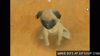 Dieren Wandelen Gifs Hond Mopshond het+wachten wampa wampug 