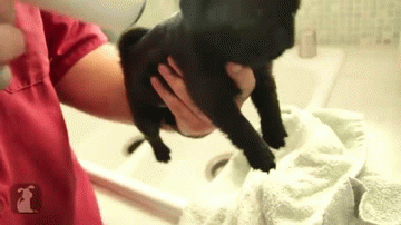 Dieren Verward Gifs Hond Mopshond deur het+wachten 