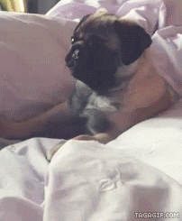 Honden GIF. Dieren Wandelen Gifs Hond Mopshond Het+wachten Wampa Wampug 