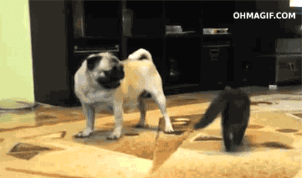 Dieren Grappig Spelen Lopen Kat Gifs Hond Mopshond wtf verwonderd hi lopend levendig 