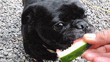 Mopshond GIF. Dieren Gifs Hond Mopshond Verrassing 