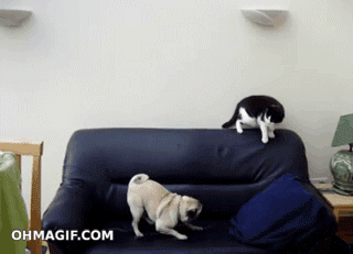 Dieren Spelen Gifs Mopshond bijtend 