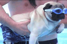 Honden GIF. Dieren Zwemmen Zomer Gifs Hond Mopshond 
