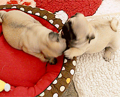 Mopshond GIF. Dieren Grappig Spelen Lopen Kat Gifs Hond Mopshond  Geanimeerde Wtf Verwonderd Lopend 