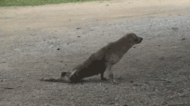 Rambo GIF. Honden Films en series Rambo Gifs Perro Malabares Arrastrar 