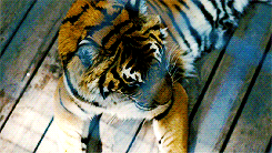 Scarlett Johansson GIF. Gifs Filmsterren Scarlett johansson Match point Nola rijst 