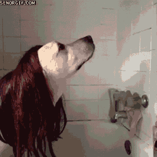 Spiderman Honden Films en series Kisses Kus Gifs uit 