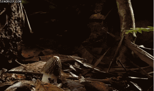 Strand Spiderman Films en series Gifs grond klaas vaak schurk 