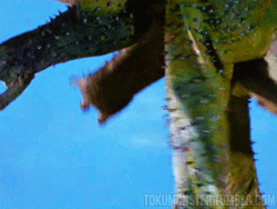 Suits GIF. Films en series Gifs Suits Usa network 