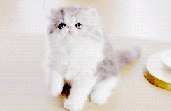 Taylor Swift GIF. Artiesten Taylor swift Gifs Tswiftedit 
