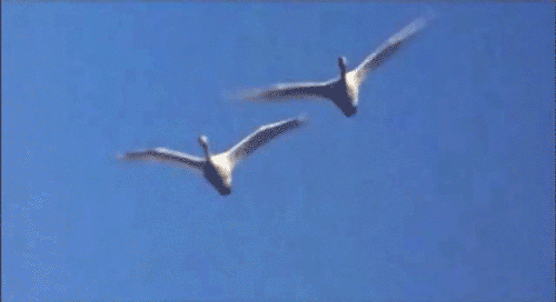 Artiesten The beatles Gifs 