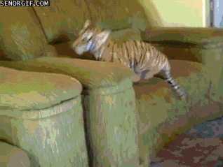 Dieren Tijgers Tijger Gifs 