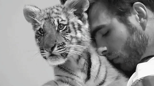 Dieren Leeuw Tijger Gifs zittend gapende 