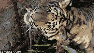 Dieren Ogen Tijger Gifs knipperen relaxed 