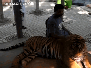 Dieren Leeuw Tijger Gifs zittend gapende 