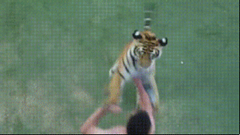 Dieren Tijger Gifs 