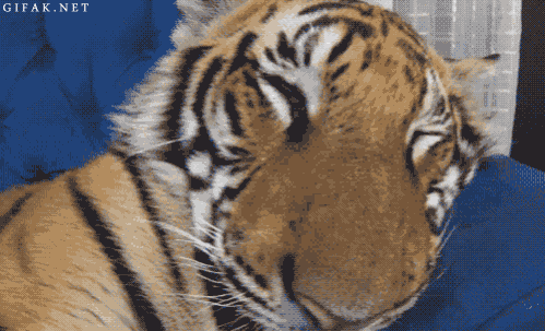Dieren Tijger Gifs 
