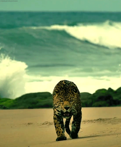 Dieren Tijger Gifs handtastelijkheden relaxed 