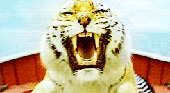 Tijger GIF. Dieren Tijger Gifs 