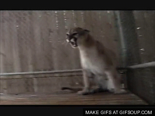 Dieren Liefde Tijger Gifs schoonheid amor carinho tigre 