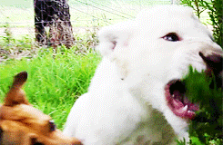 Baby GIF. Baby Gifs  Ontspannend Welp Chilling Lekker+liggen 