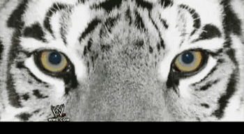 Dieren Tijgers Tijger Gifs 