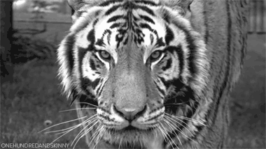 Dieren Kunst Mode Tijger Gifs  animatie ontwerp gif gebrul grafisch patroon ontwerper 