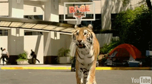 Tijger GIF. Dieren Tijger Gifs 