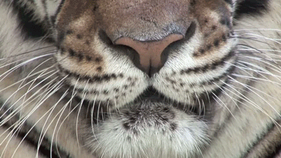 Anime Dieren Tijger Gifs geanimeerde 