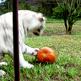 Tijger GIF. Dieren Tijger Gifs 