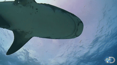 Dieren Dierentuin Natuur Tijger Gifs dier gebrul chilling 