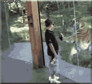 Dieren Bang Tijger Gifs dragen 