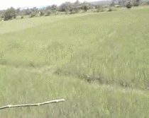 Dieren Tijger Gifs s ontzagwekkend 