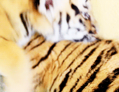 Tijger GIF. Dieren Tijger Gifs Grommen 