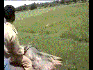 Dieren Tijger Gifs ontspannend knipperen chilling bakkebaarden 
