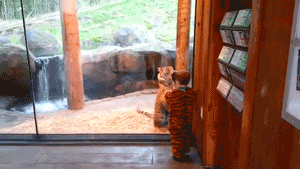 Tijger GIF. Dieren Schattig Tijger Gifs Kind 