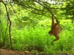 Tijger GIF. Dieren Tijger Gifs Poot Welp Kauwen 