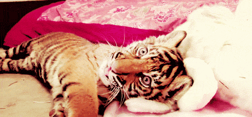 Dieren Kat Tijger Gifs knipperen chilling 