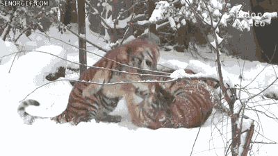 Dieren Voedsel Tijger Gifs vent probeert 